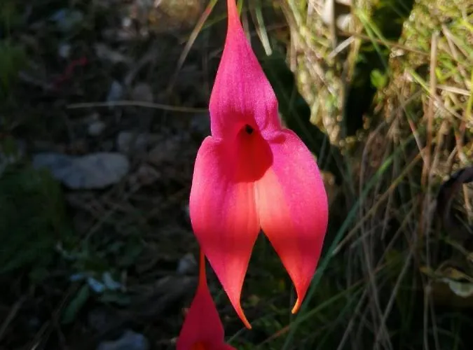 Peru Coca 3*
